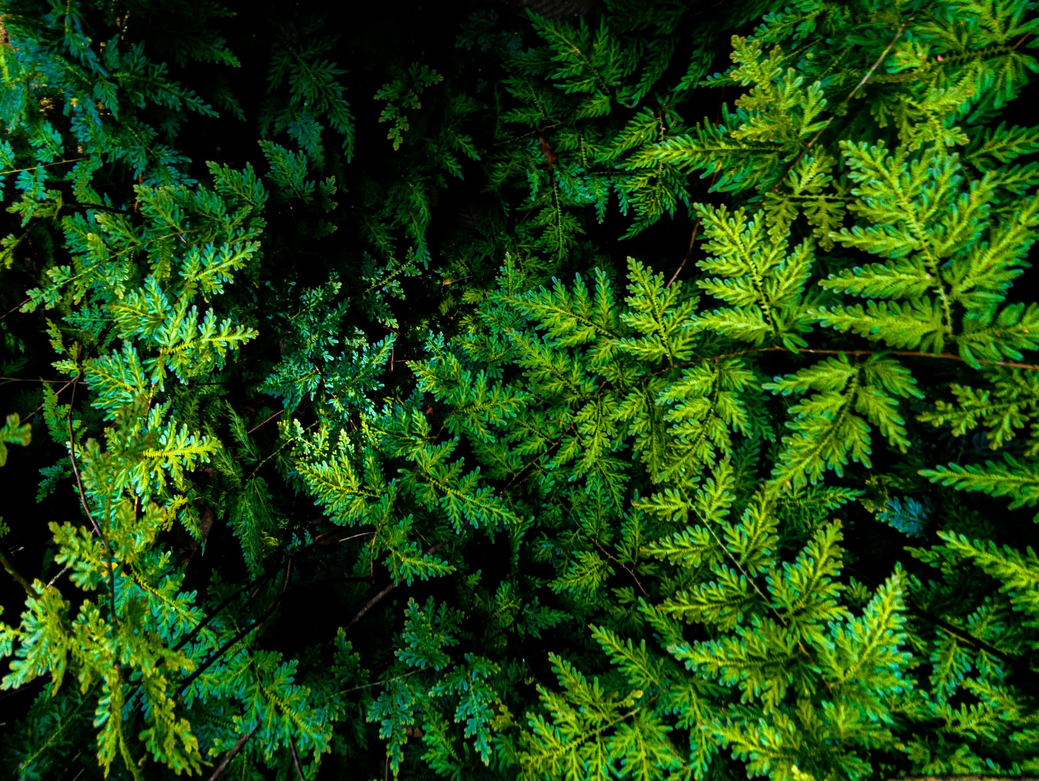 Green Escapes